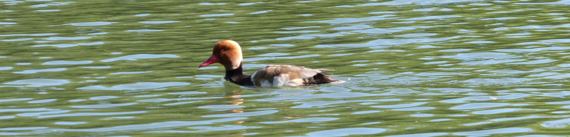 Canard sur l'Oise